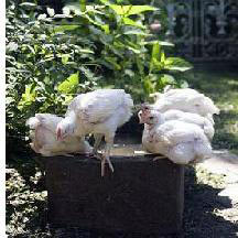 chicktrough